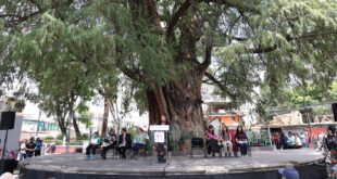 CLARA BRUGADA DECLARA PATRIMONIO NATURAL UN AHUEHUETE DE 700 AÑOS Y ANUNCIA PLAN DE PROTECCIÓN Y CONSERVACIÓN DE LOS ÁRBOLES DE LA CIUDAD